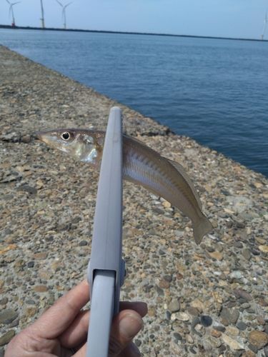 キスの釣果