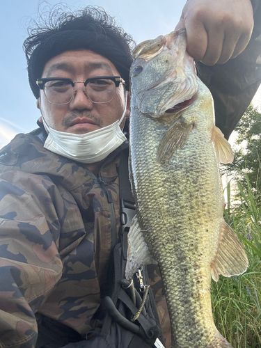 ラージマウスバスの釣果