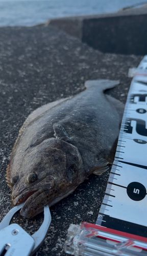 ヒラメの釣果