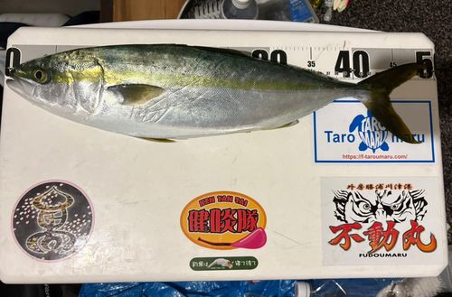 イナダの釣果