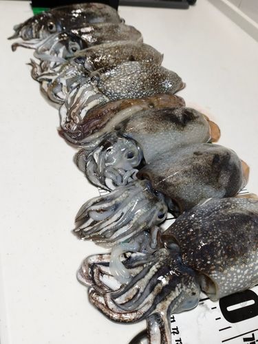 シリヤケイカの釣果
