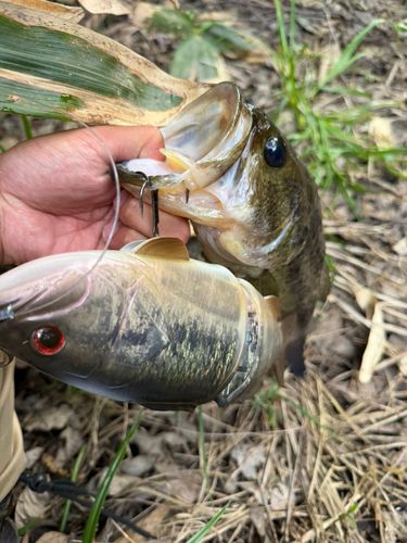 ラージマウスバスの釣果