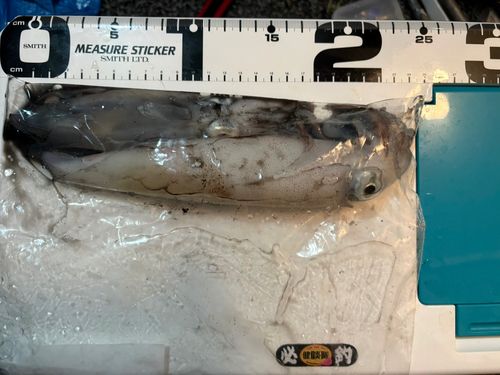 ケンサキイカの釣果