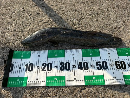 ライギョの釣果