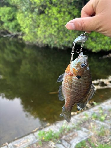 ブルーギルの釣果