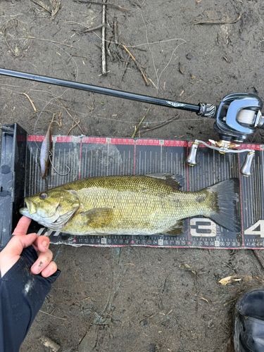 スモールマウスバスの釣果