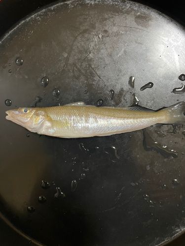 キスの釣果