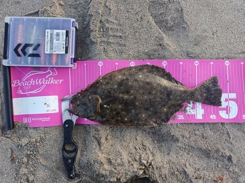 ヒラメの釣果