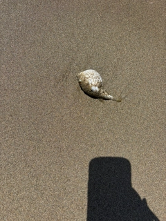 クサフグの釣果