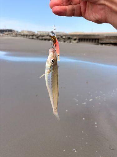 シロギスの釣果