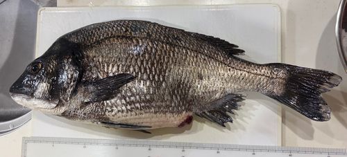 クロダイの釣果