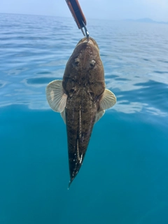 マゴチの釣果