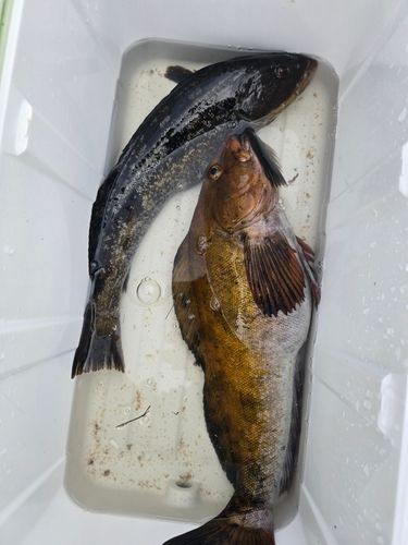アイナメの釣果