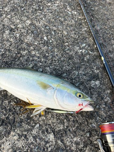 ヤズの釣果