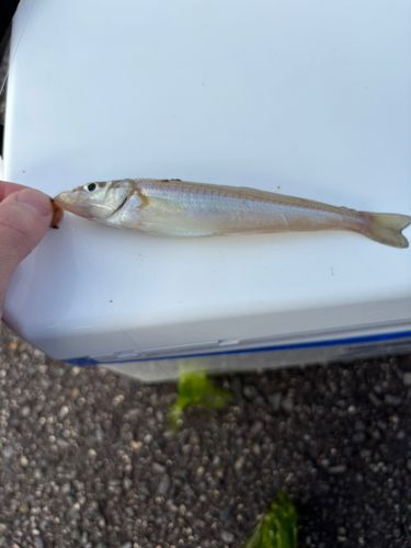 キスの釣果