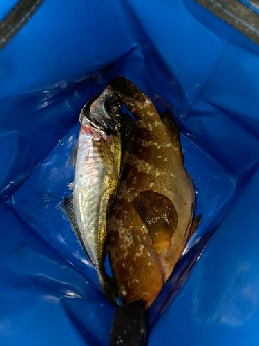 キジハタの釣果
