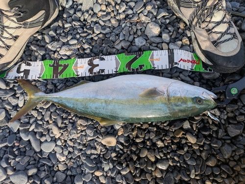 イナダの釣果
