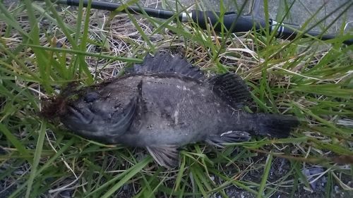 クロソイの釣果