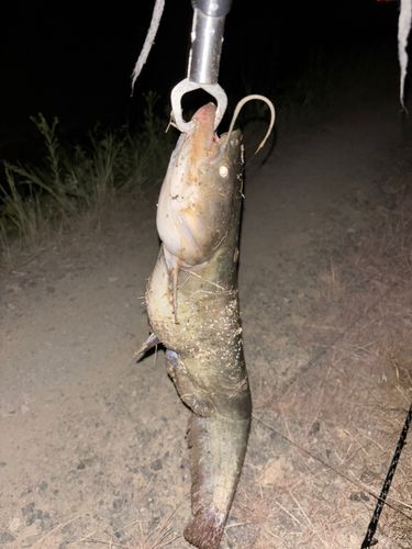ナマズの釣果