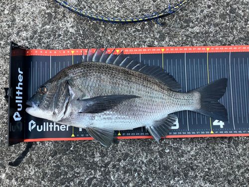 チヌの釣果