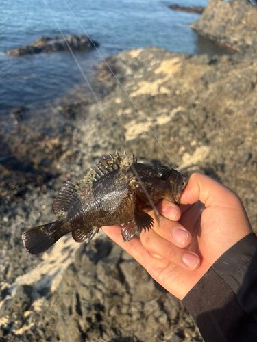 ムラソイの釣果