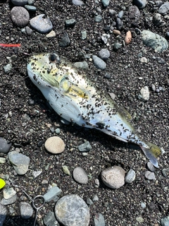 クサフグの釣果