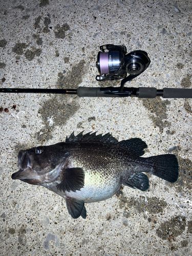 マゾイの釣果