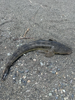 キスの釣果