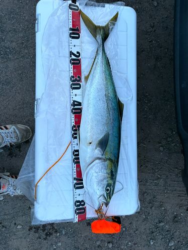 ブリの釣果