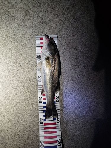 スズキの釣果