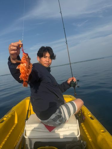 ガシラの釣果