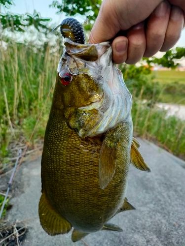 スモールマウスバスの釣果