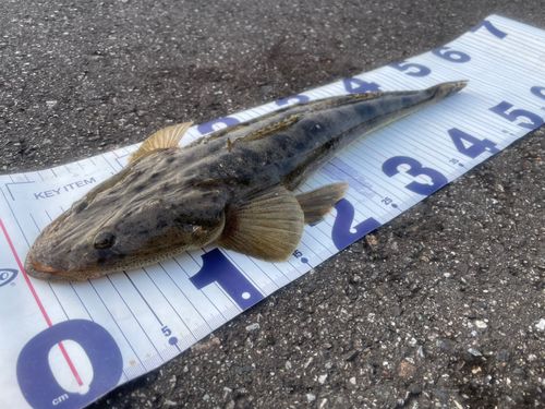 マゴチの釣果