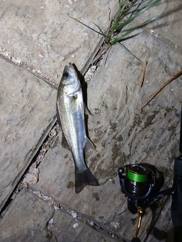 セイゴ（マルスズキ）の釣果