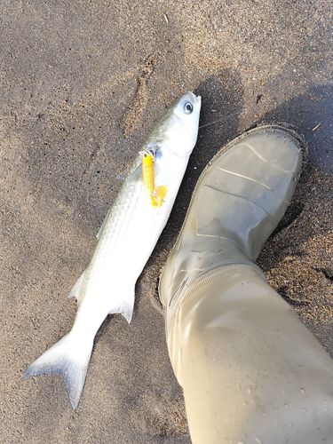 ボラの釣果