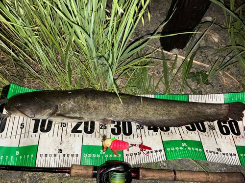 ナマズの釣果
