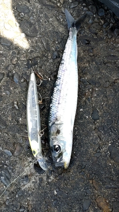 イワシの釣果