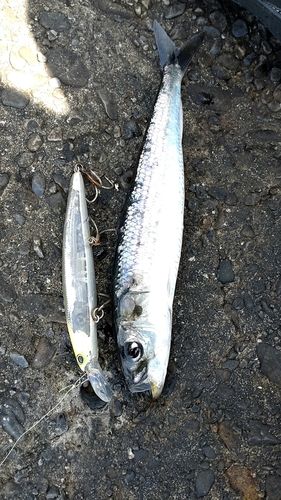 イワシの釣果