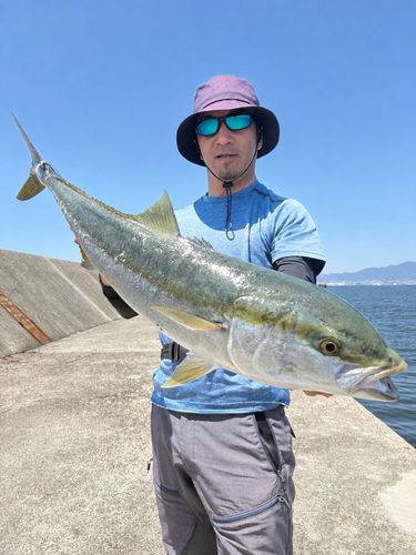 ブリの釣果