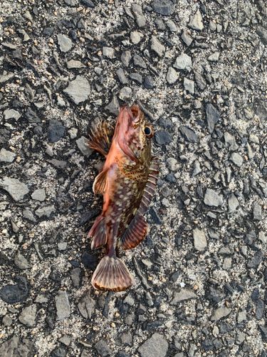 カサゴの釣果