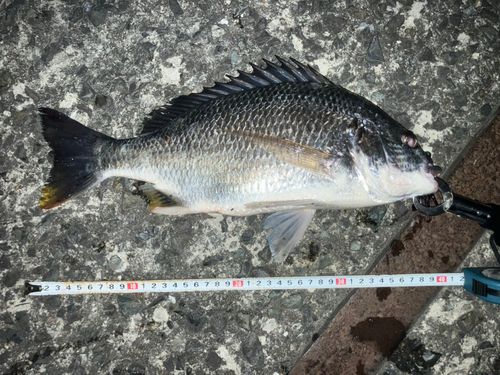 キビレの釣果