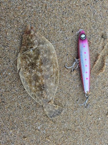 ソゲの釣果