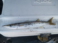カマスの釣果