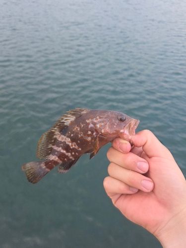 キジハタの釣果
