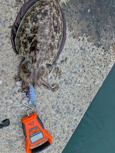 コウイカの釣果