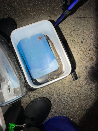 アナゴの釣果