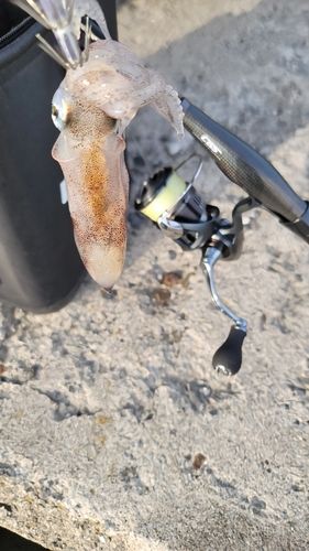 ヒイカの釣果