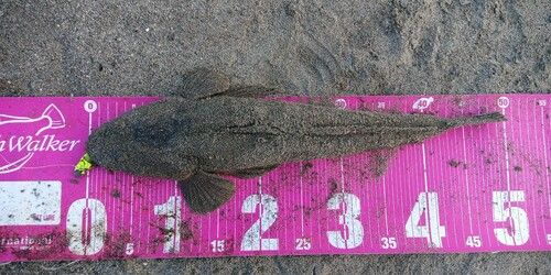 マゴチの釣果