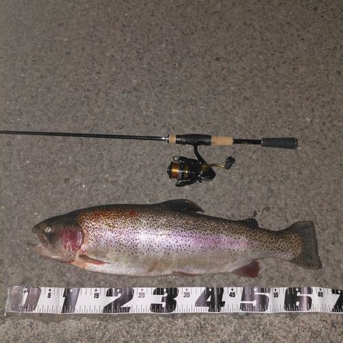 ニジマスの釣果
