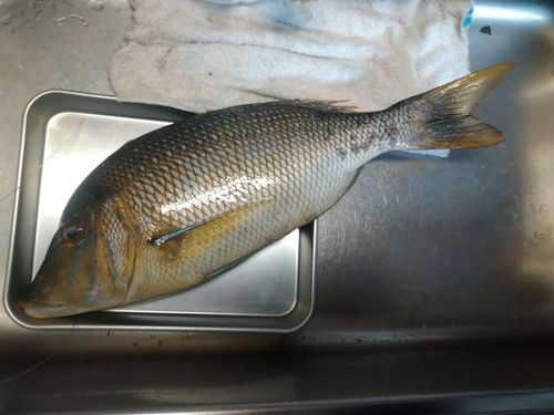 タマンの釣果